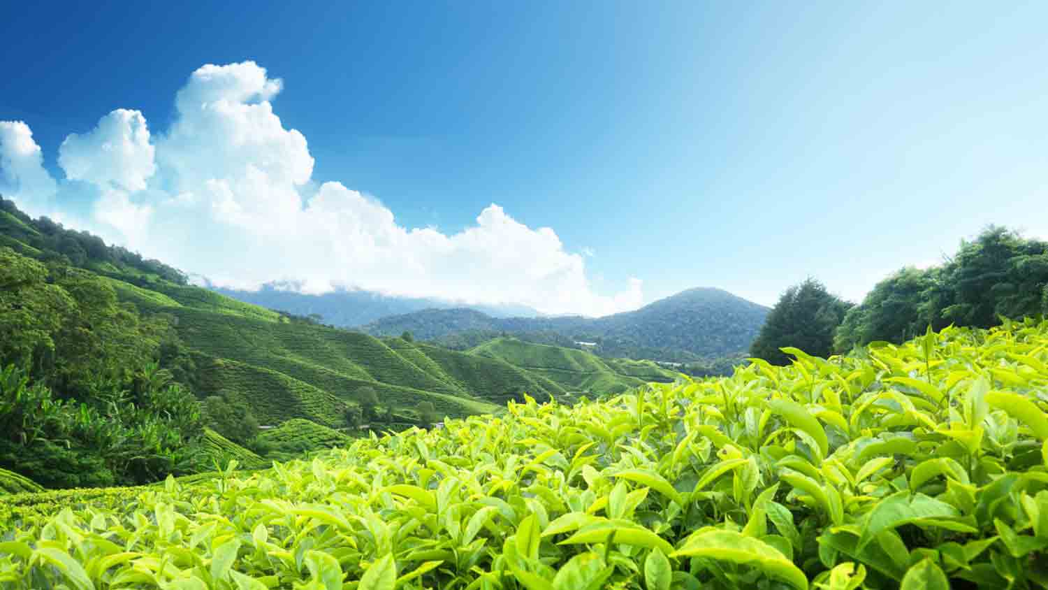 Munnar